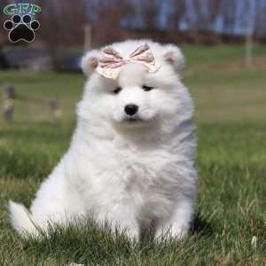 Millie, Samoyed Puppy
